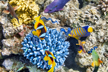 Fototapeta premium Underwater world with corals and tropical fish.