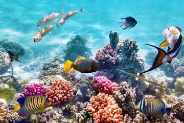 Underwater world with corals and tropical fish.