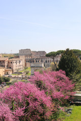 Obraz premium Blick aufs Kolosseum vom Forum Romanum