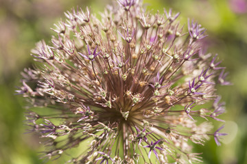 Allium Lauchpflanze