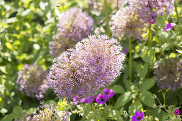 Allium Lauchpflanze