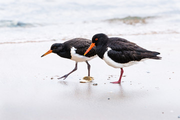Oystercatchers on the beach