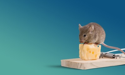 Risk. Mouse eating cheese of the trap