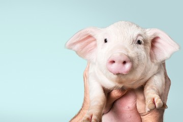 Animal. White piglet in girls hands in sky