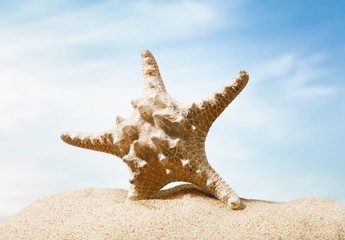 Fototapeta na wymiar Florida. Starfish on a Beach