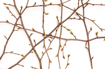 Spring branch, willow twigs with catkins.