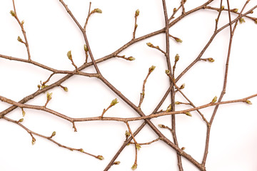 Spring branch, willow twigs with catkins.