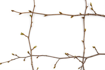 Square frame, willow twigs with catkins.
