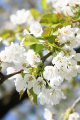 Der Frühling ist da