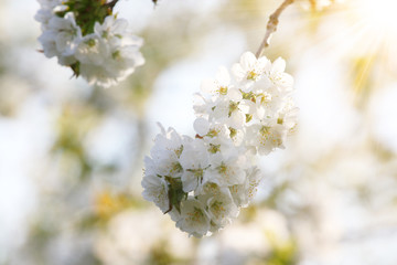 Der Frühling ist da