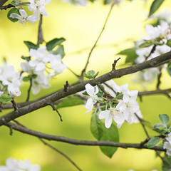 Der Frühling ist da
