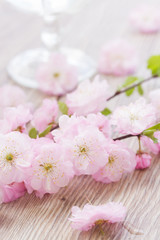 Fototapeta na wymiar pink cherry flowers