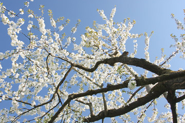 Der Frühling ist da