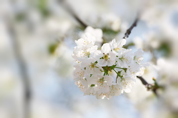 Der Fr&uuml;hling ist da