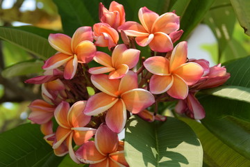 Plumeria Rubra