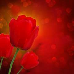 Fototapeta premium Wunderschöne Tulpen