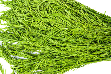 Acacia pennata vegetable isolated on white background