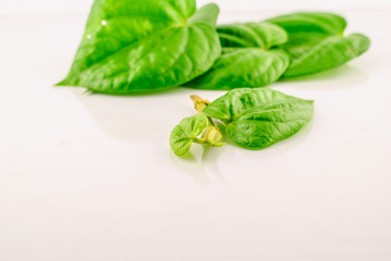 Green betel leaf