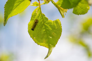 虫に食われた葉と小さな虫