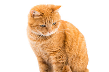 ginger cat isolated