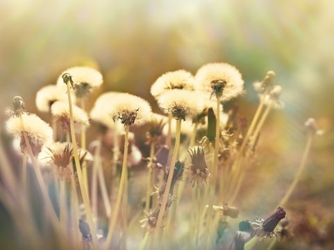 Fototapeta Dandelion seeds - fluffy blowball
