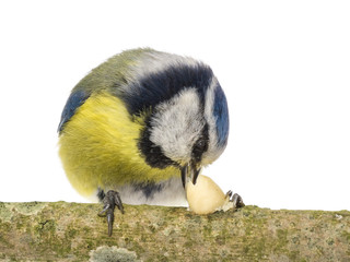 Blue tit eating a peanut on white background