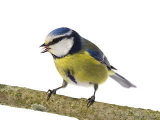 Blue tit with open beak turned left on white background