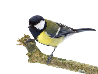 Perched great tit looking to the left on white background