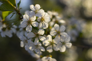 Blossoming sour cherry