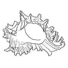 Marine hand drawn shell.