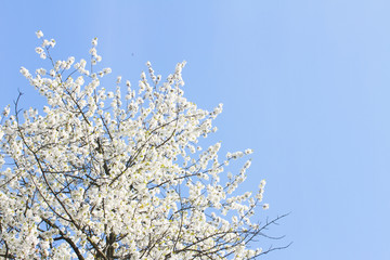 Blooming tree