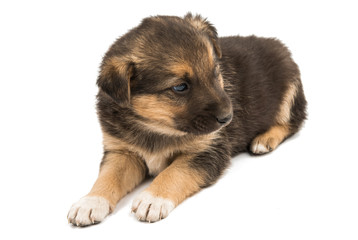puppy isolated