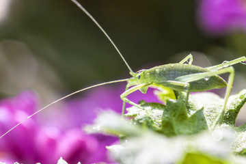 Grasshopper Macro