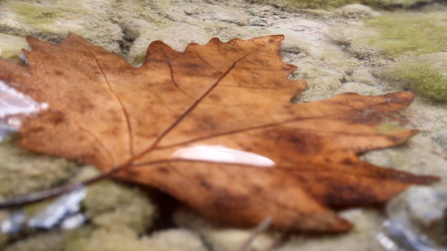 Beautiful maple leaf underwater