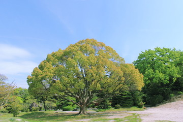 Fototapeta premium 大木