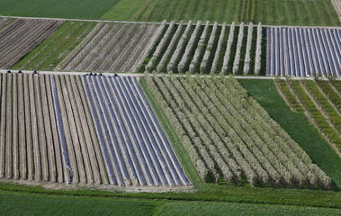 Vergers en pleine floraison.