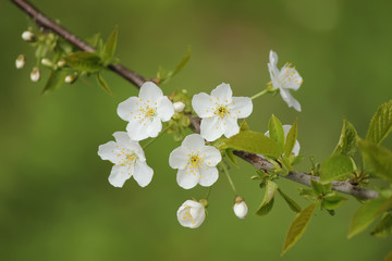 Spring blossom