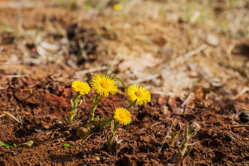 Yellow coltsfoots growing up