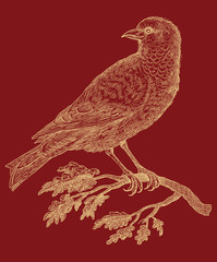 Fototapeta premium Bird - vintage engraved illustration
