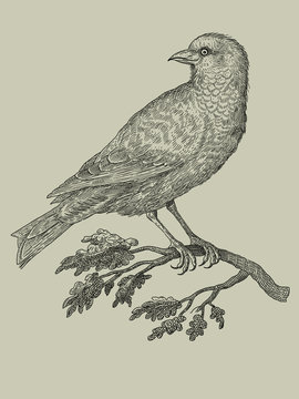 Bird - vintage engraved illustration