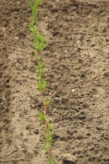 ogród, działka, szczypiorek