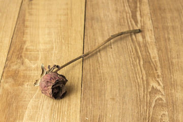 sear rose on white background