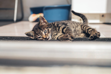 Tired little kitten lying on the floor