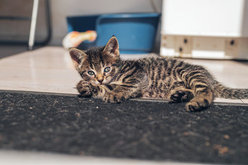 Naklejka premium Small Gray Tabby Cat Laying Down on the Floor