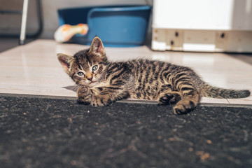 Gray Domestic Tabby Kitten Resting on the Floor