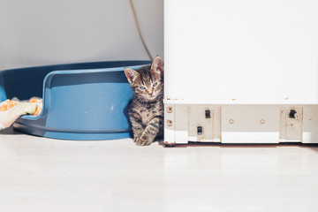 Lonely Pussycat Resting Beside a Blue Plastic Bed