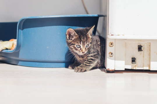 Curious Baby Kitten Peering Around A Corner