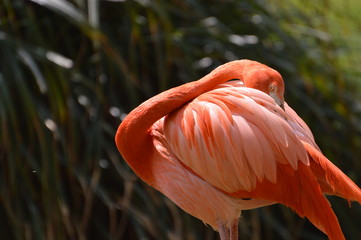 flamant rose