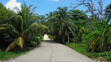 Obraz premium tropical landscape