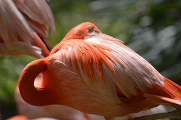 Fototapeta premium flamant rose